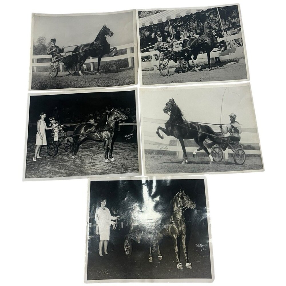 5 Harness Racing Photo 1965 Horse Race Vintage Professional 8x10 Equestrian